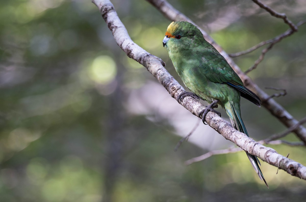 Malherbe's Parakeet - ML636990718