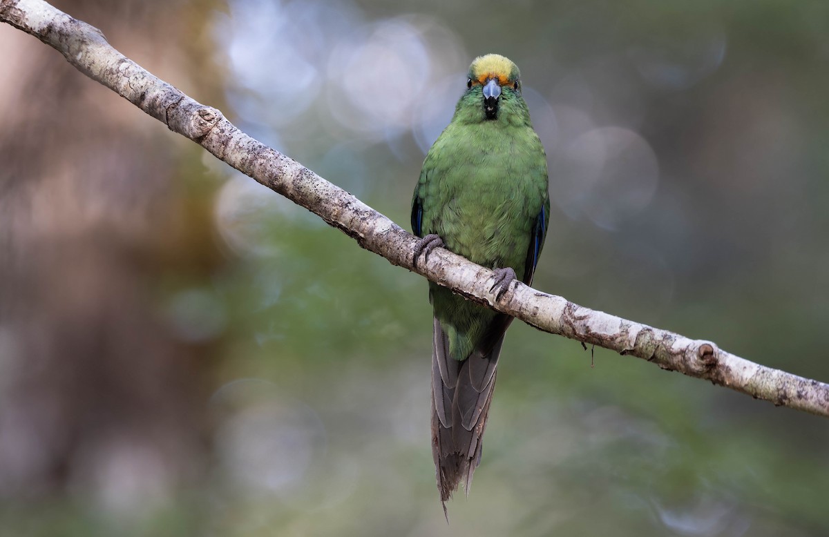 Malherbe's Parakeet - ML636990719