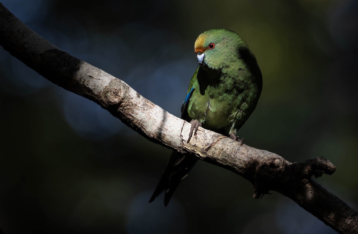 Malherbe's Parakeet - ML636990720
