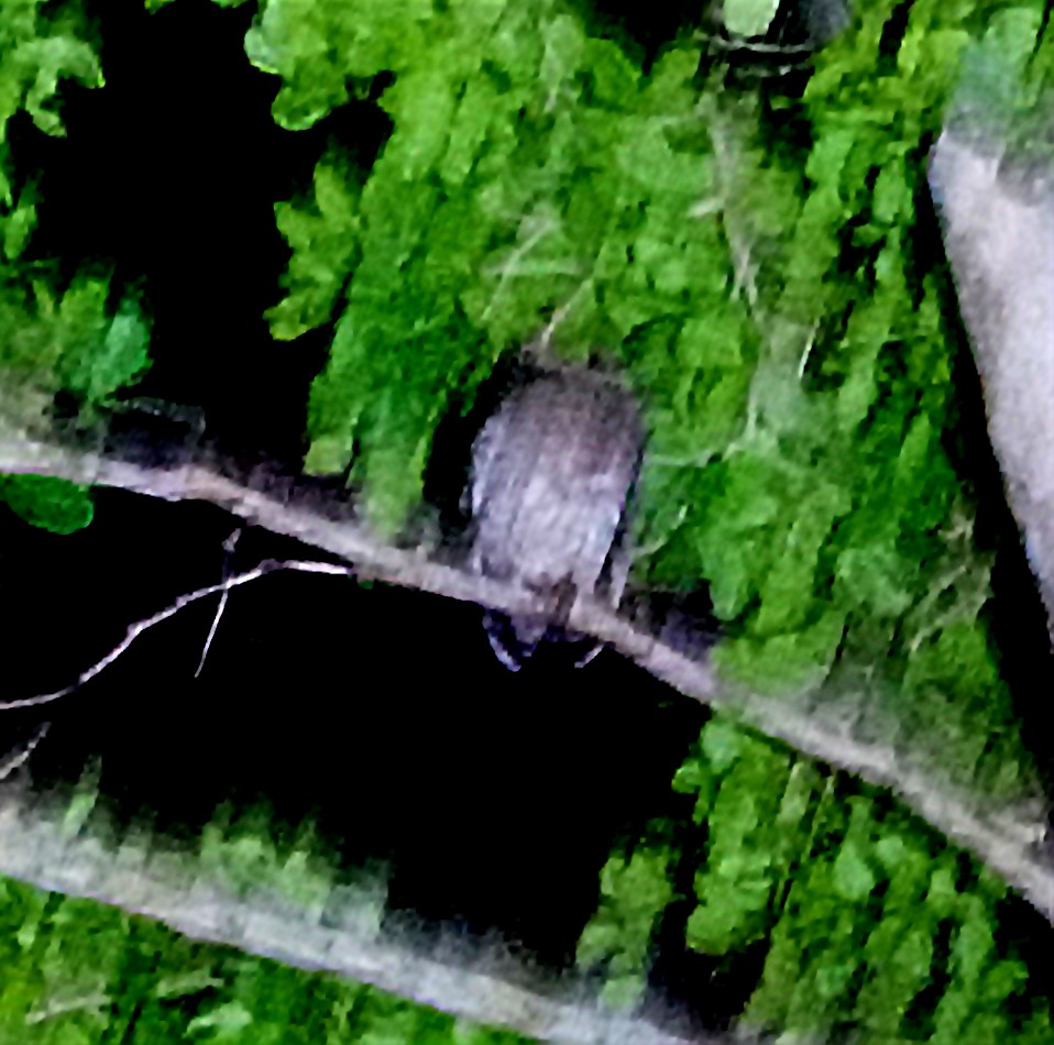 Puerto Rican Owl - ML636990722