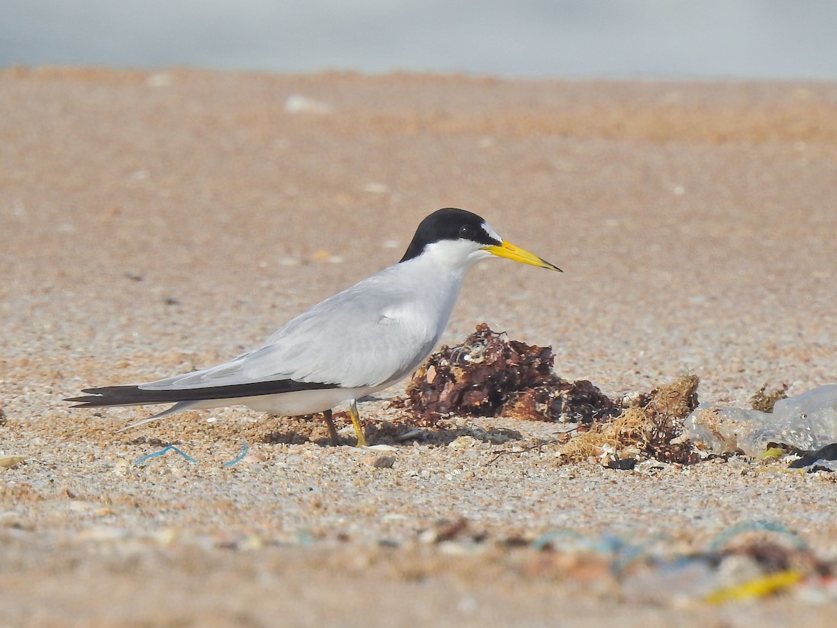 Saunders's Tern - ML636990774