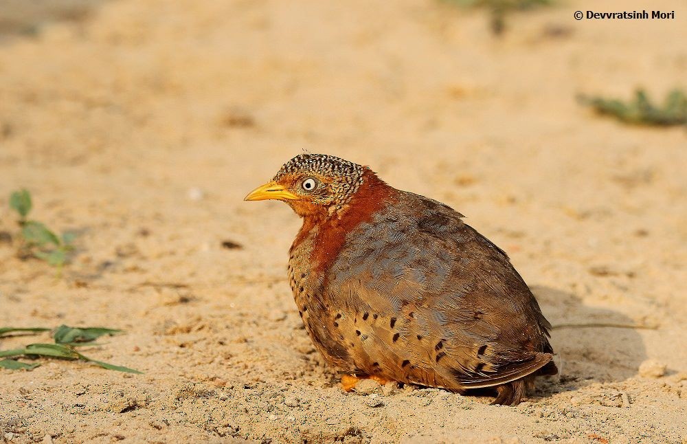 Yellow-legged Buttonquail - ML636990830