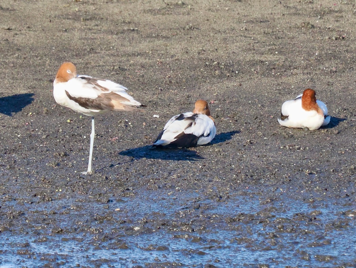 Red-necked Avocet - ML636990880