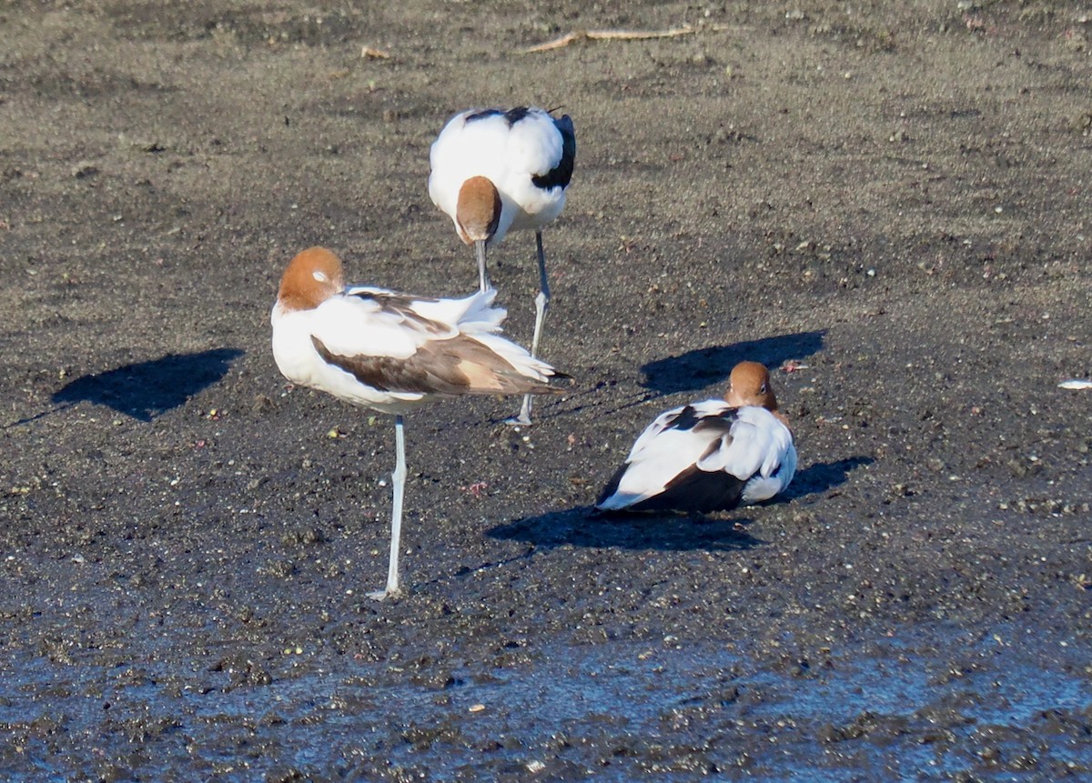 Red-necked Avocet - ML636990895