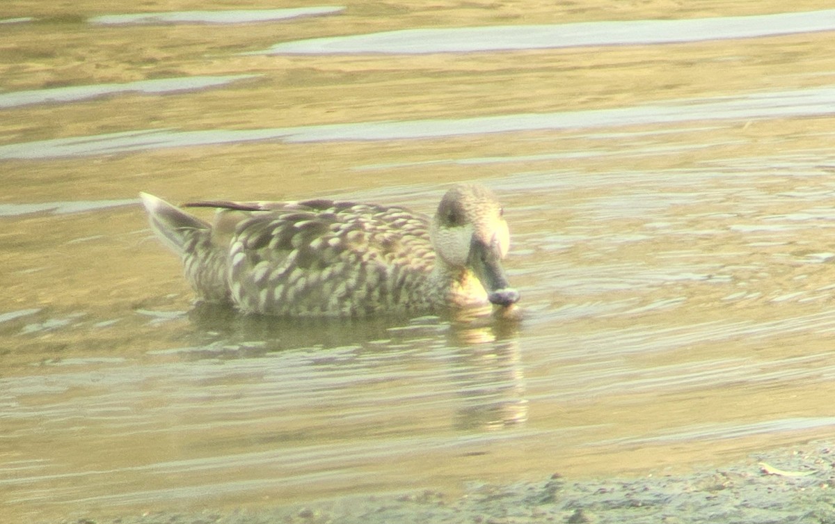 Marbled Duck - ML636990897