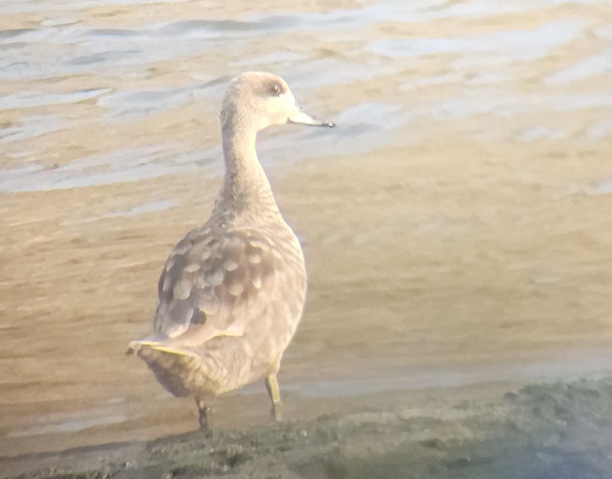 Marbled Duck - ML636990898