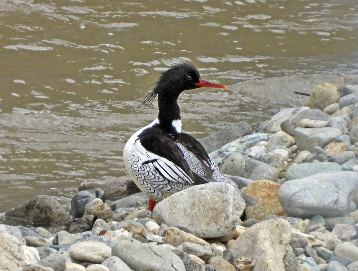 Scaly-sided Merganser - ML636990954