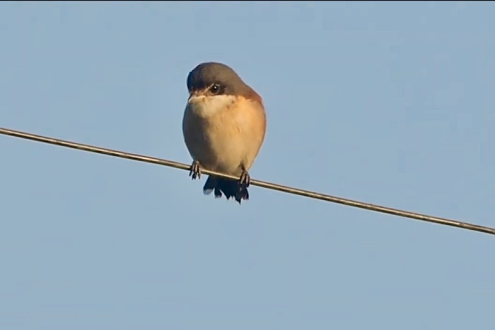 栗背伯勞 - ML636990993