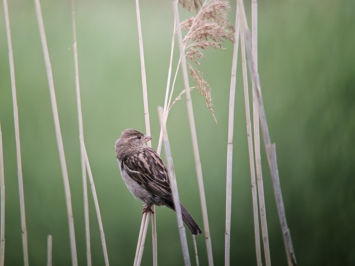 House Sparrow - ML636991019