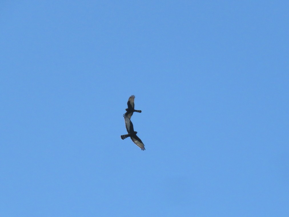 Black Harrier - ML636991058
