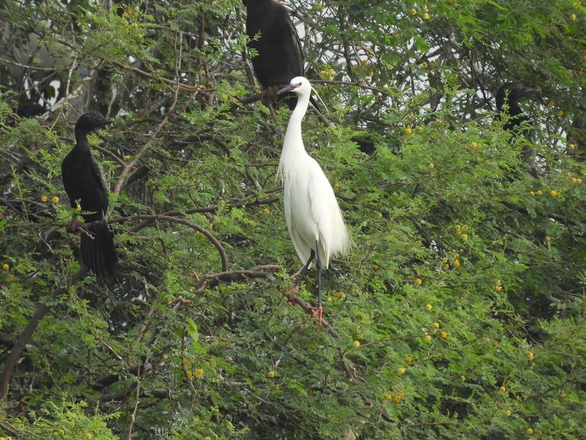 Little Egret - ML636991075