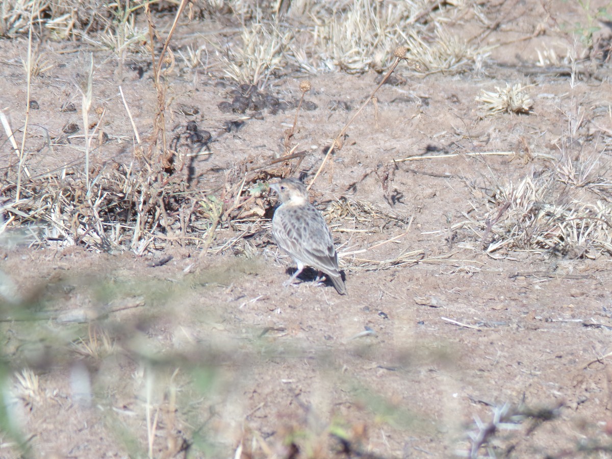 Fischer's Sparrow-Lark - ML636991089