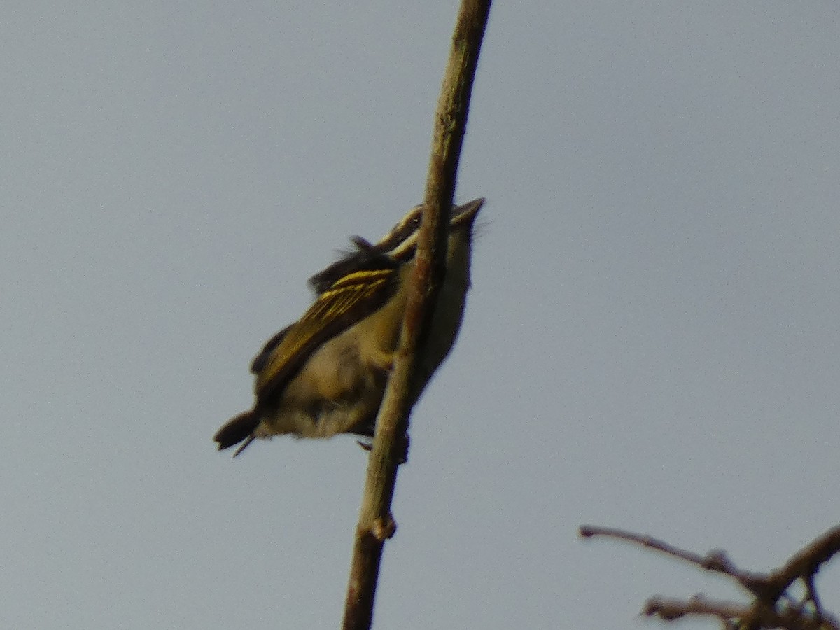 Yellow-throated Tinkerbird - ML636991093