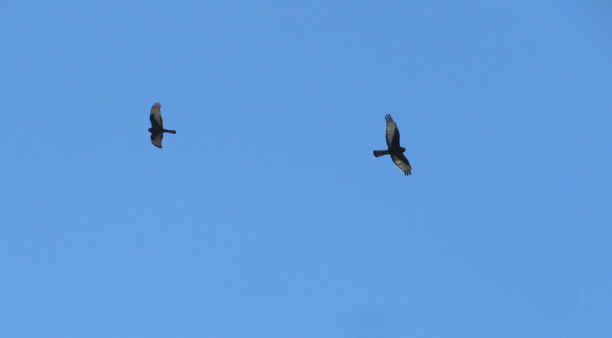 Black Harrier - ML636991101