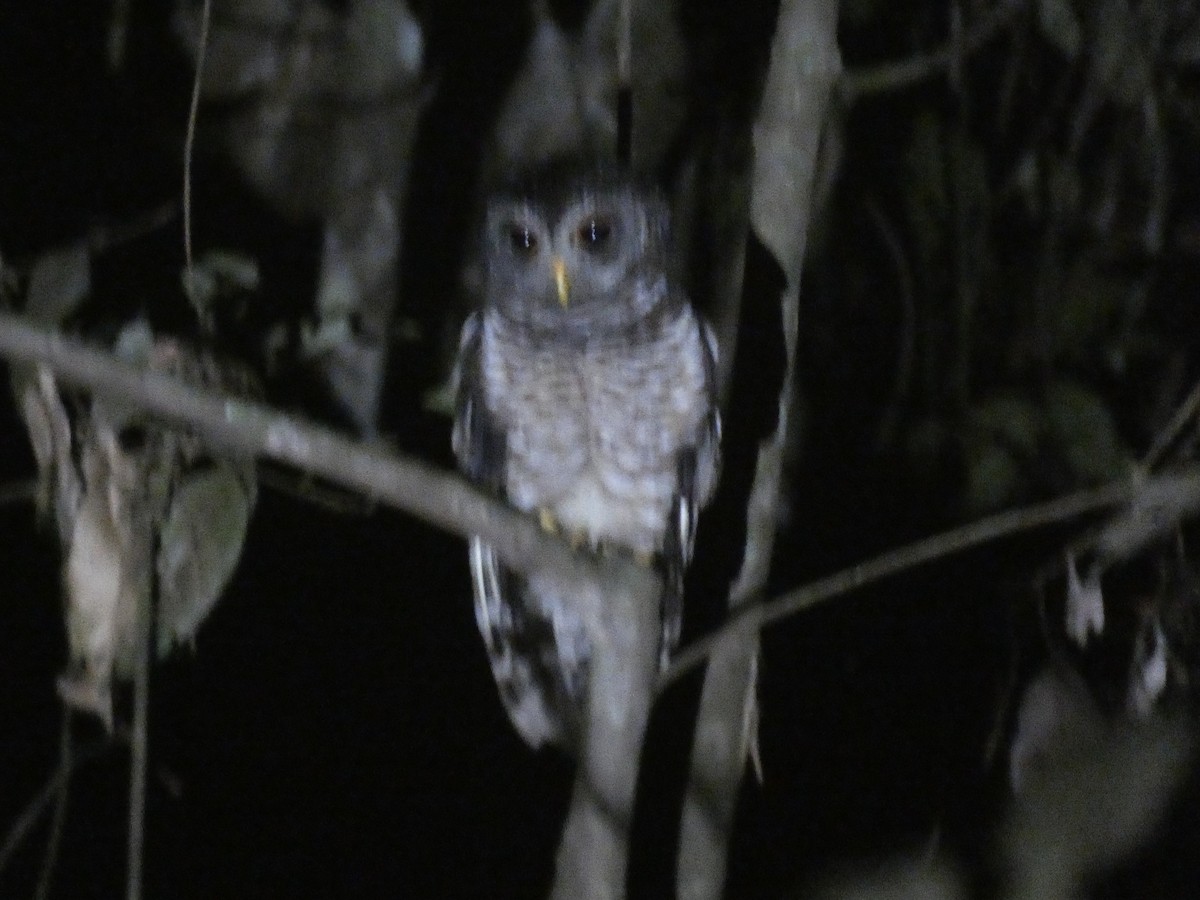 Fraser's Eagle-Owl - ML636991139