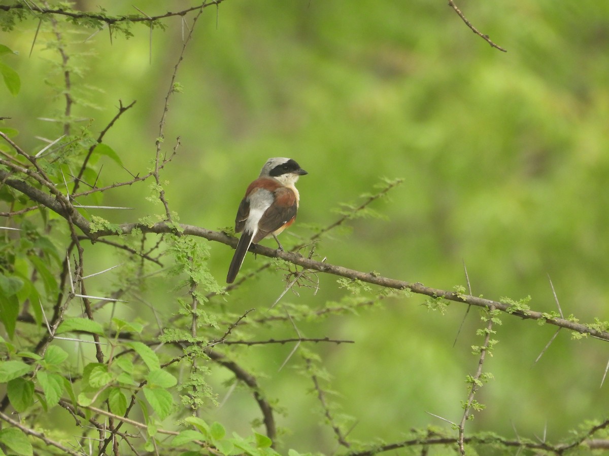 Bay-backed Shrike - ML636991161