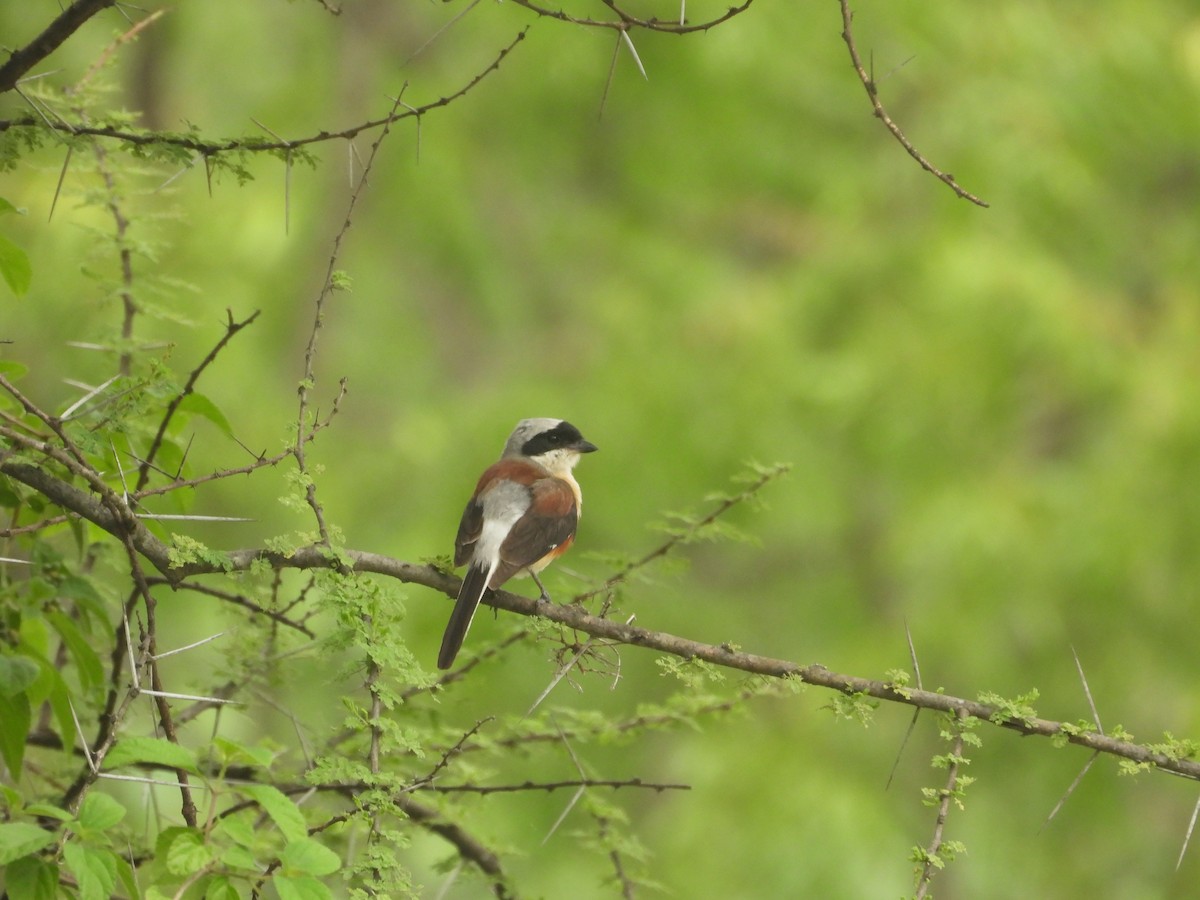 Bay-backed Shrike - ML636991162