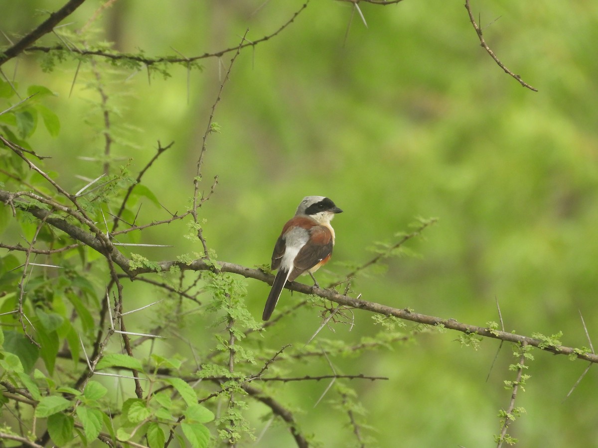 Bay-backed Shrike - ML636991163