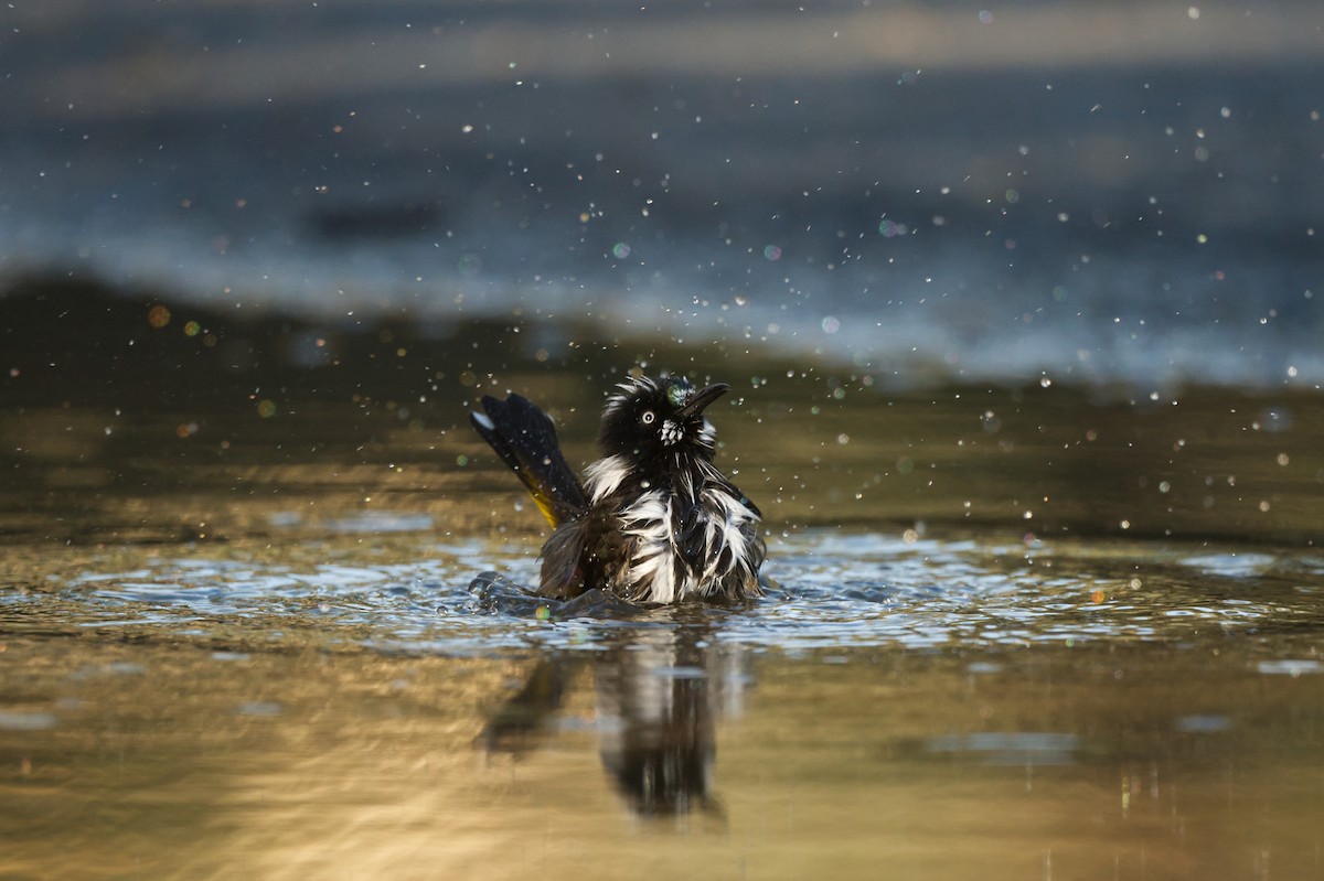 New Holland Honeyeater - ML636991190