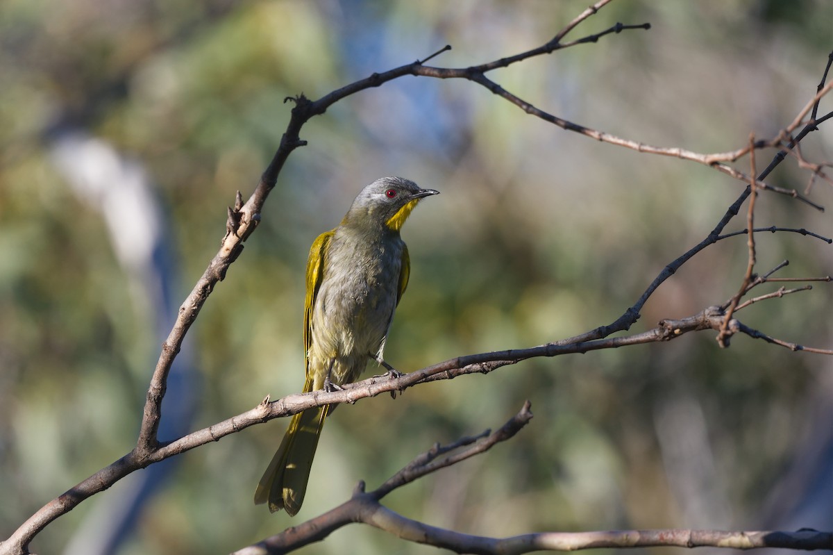 Yellow-throated Honeyeater - ML636991191