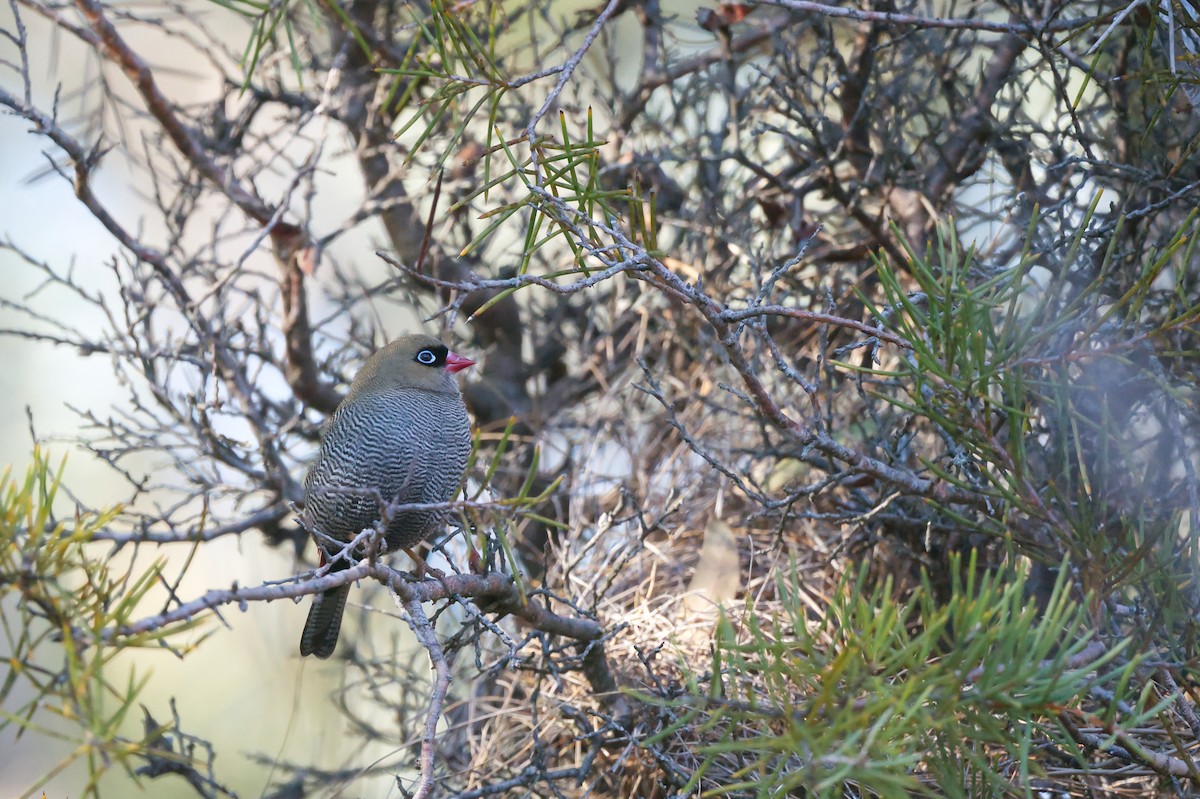 Beautiful Firetail - ML636991194