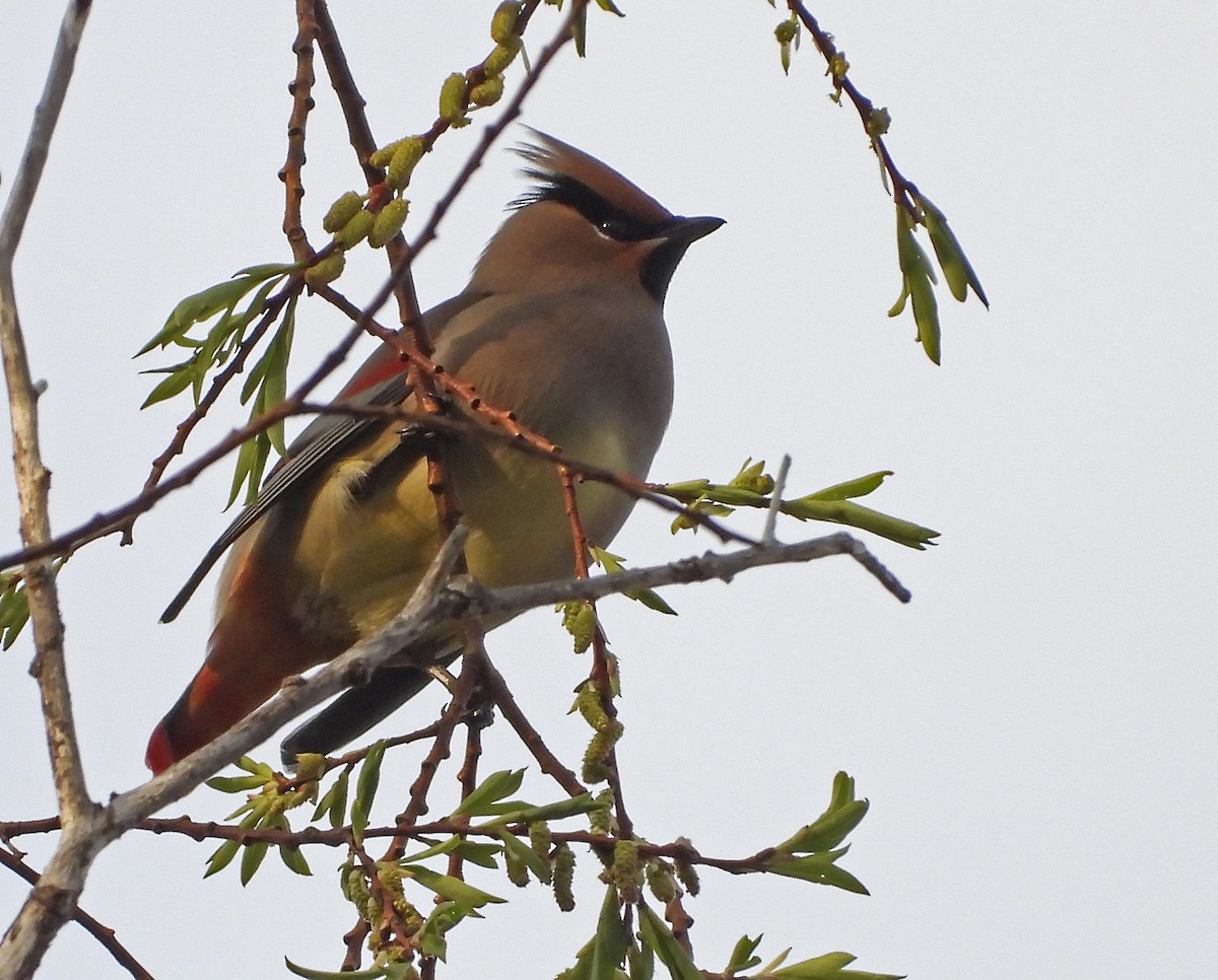 Japanese Waxwing - ML636991214