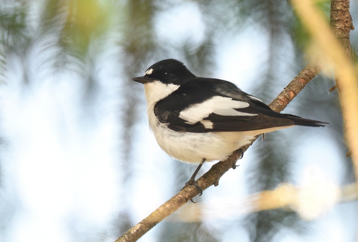 European Pied Flycatcher - ML636991240