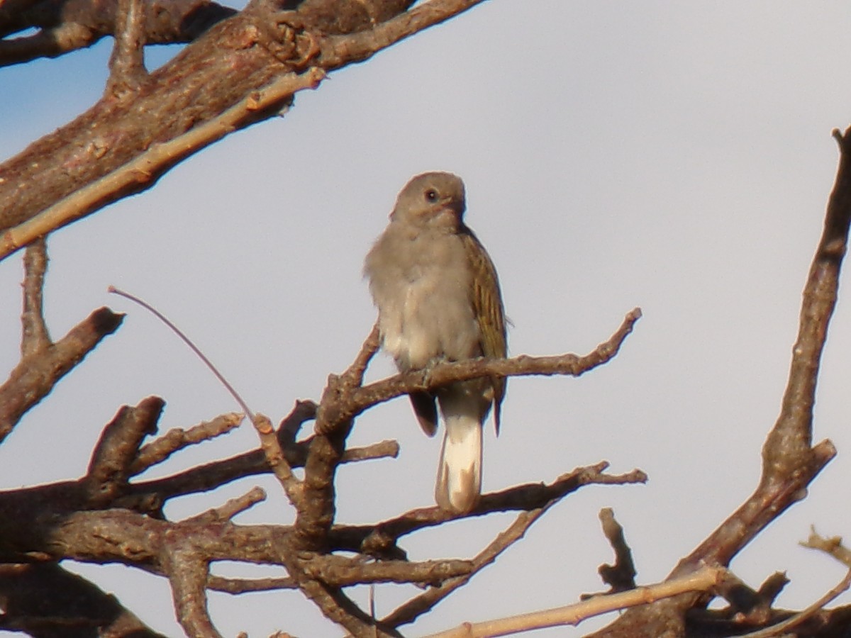Lesser Honeyguide - ML636991273