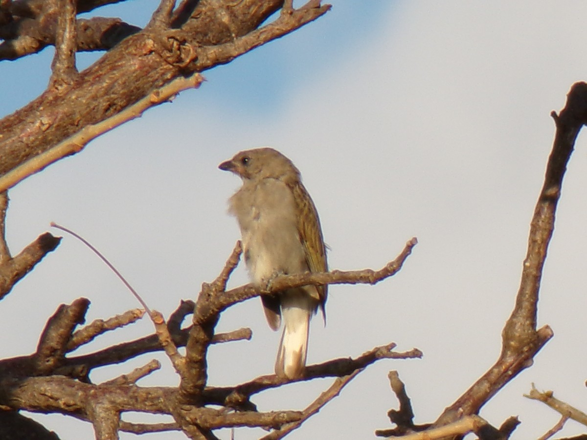 Lesser Honeyguide - ML636991274