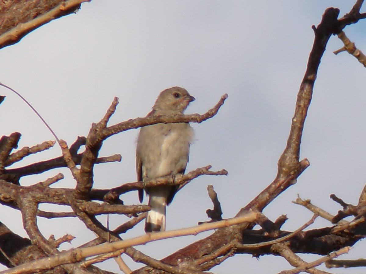 Lesser Honeyguide - ML636991275