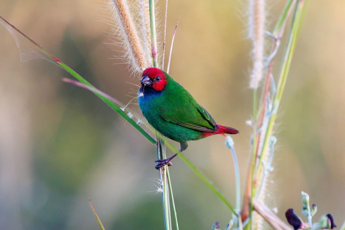 Fiji Parrotfinch - ML636991281