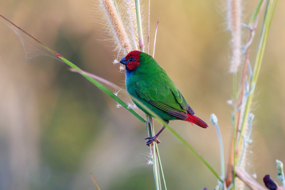 Fiji Parrotfinch - ML636991282