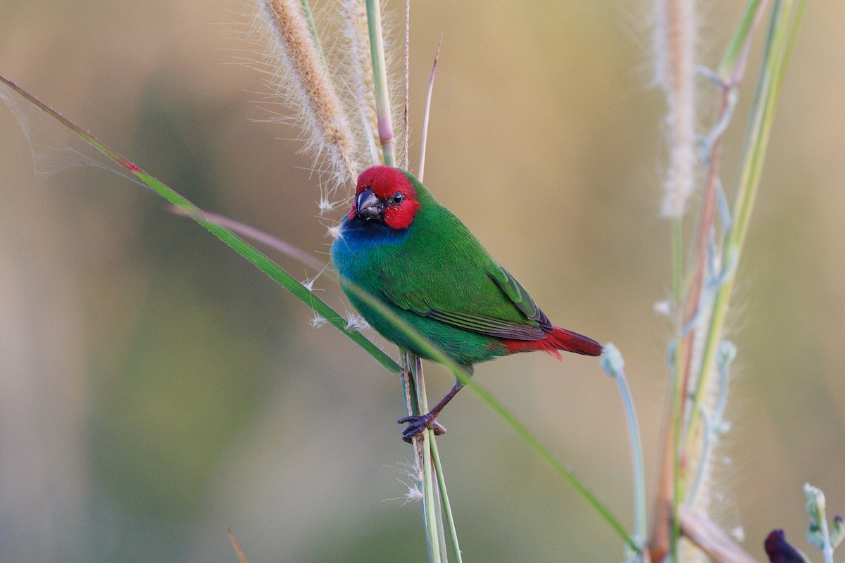 Fiji Parrotfinch - ML636991283
