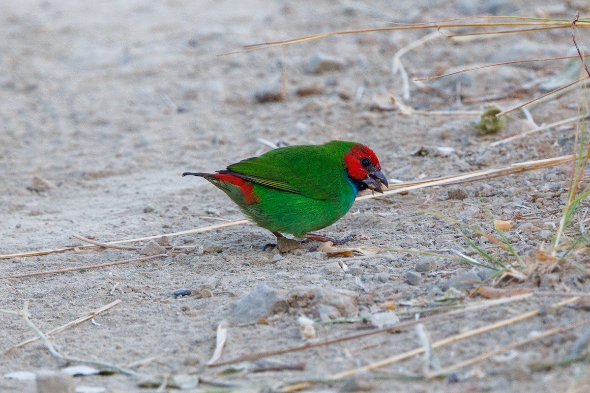 Fiji Parrotfinch - ML636991284