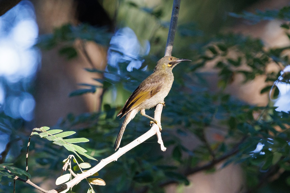 Western Wattled-Honeyeater - ML636991293