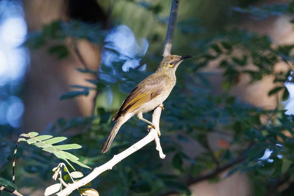 Western Wattled-Honeyeater - ML636991294