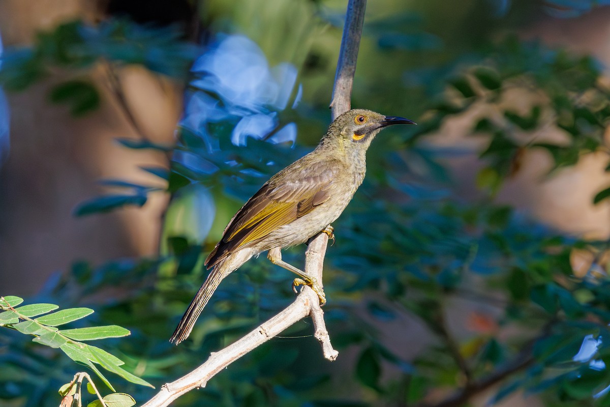 Western Wattled-Honeyeater - ML636991295