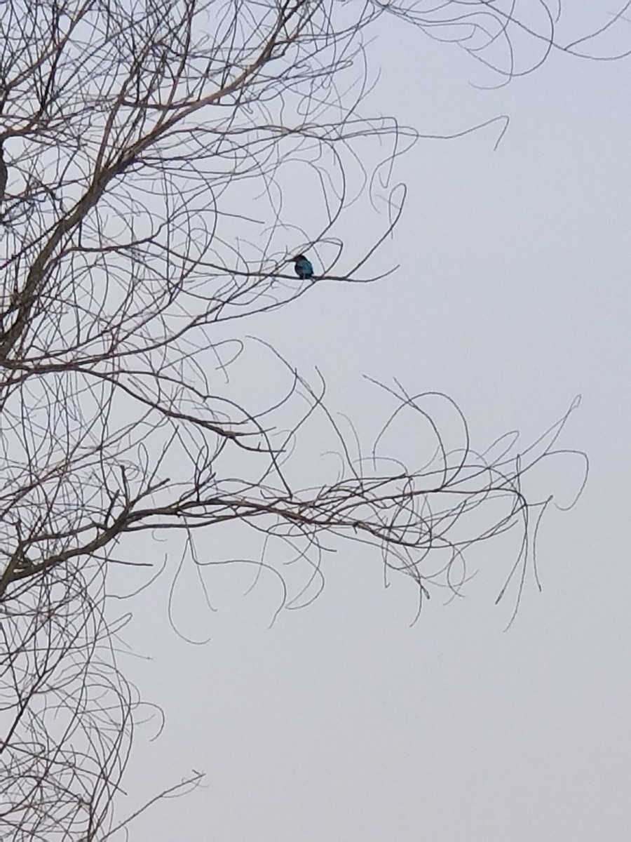 White-throated Kingfisher - ML636991306