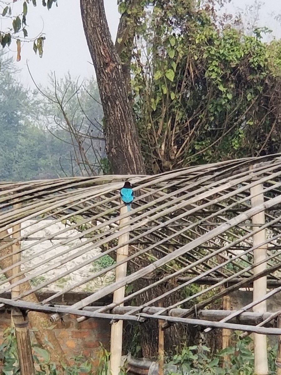 White-throated Kingfisher - ML636991307