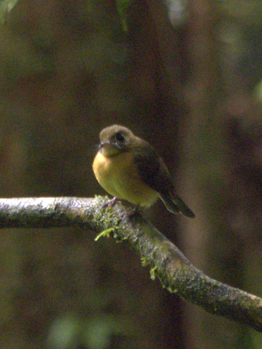 Sulphur-rumped Flycatcher - ML636991326