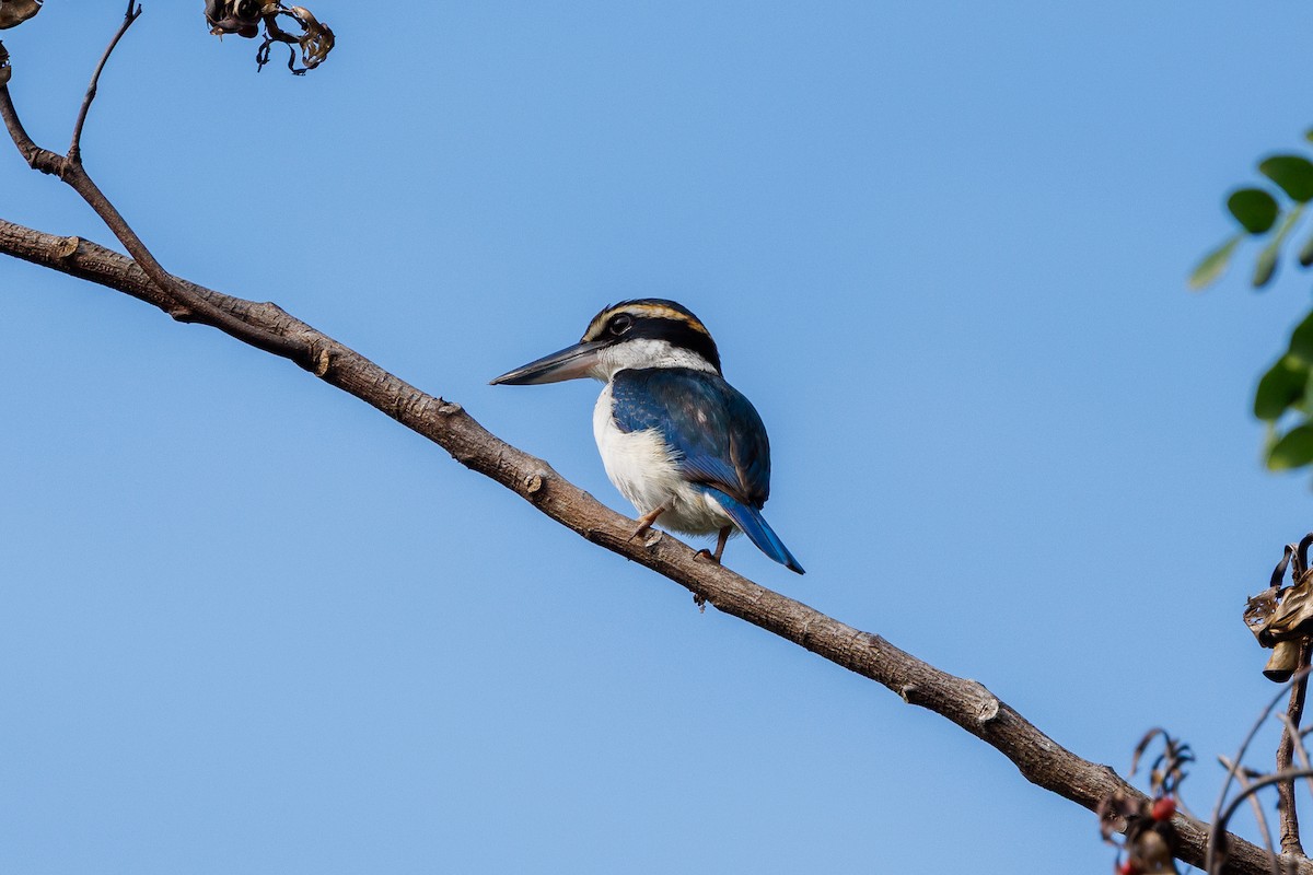 Pacific Kingfisher - ML636991331