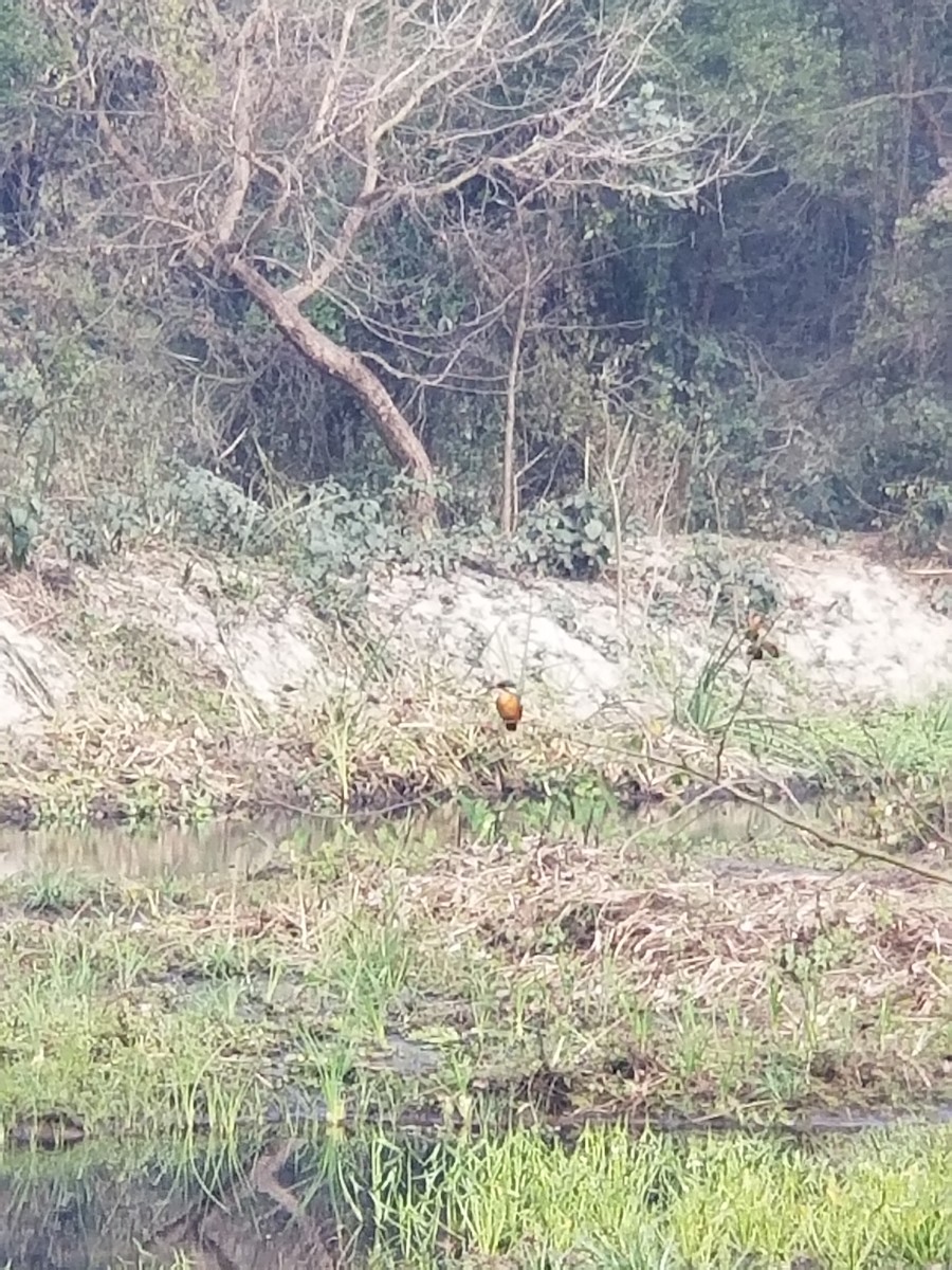 Common Kingfisher - ML636991332