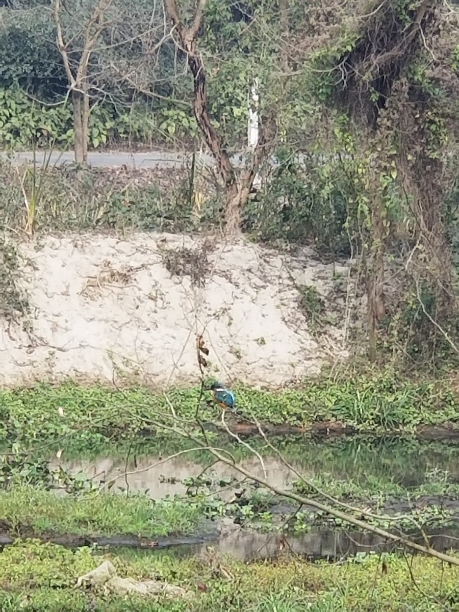 Common Kingfisher - ML636991333