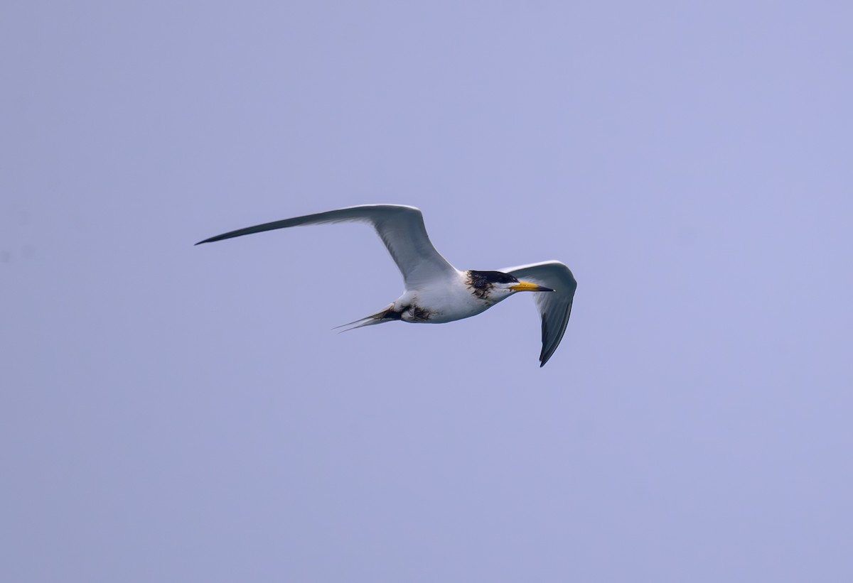 Chinese Crested Tern - ML636991351