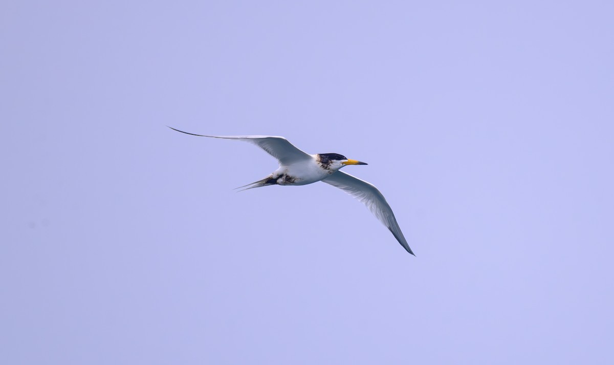 Chinese Crested Tern - ML636991352