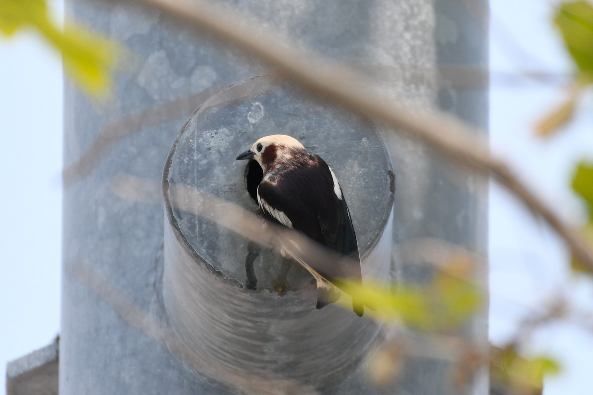 Chestnut-cheeked Starling - ML636991366