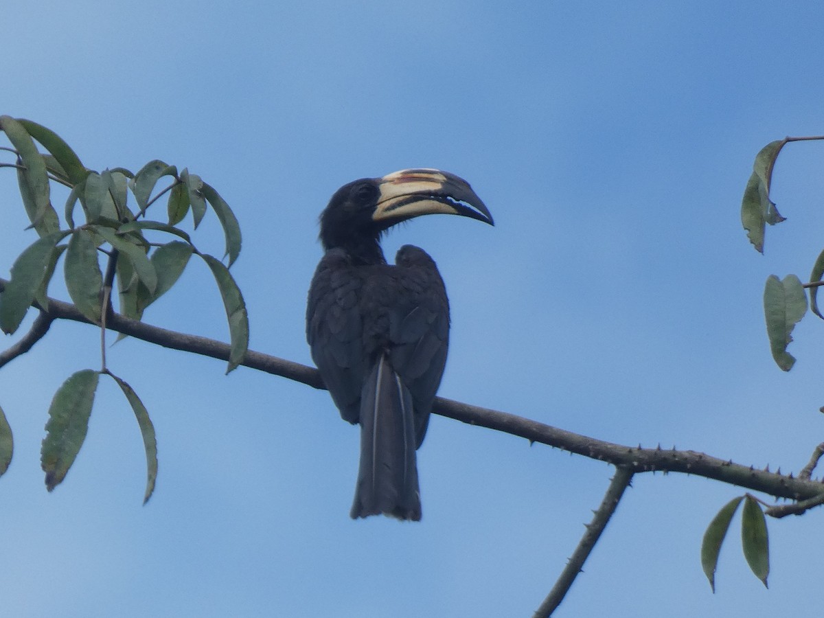 West African Pied Hornbill - ML636991465