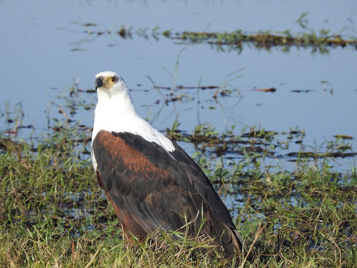 African Fish-Eagle - ML636991481