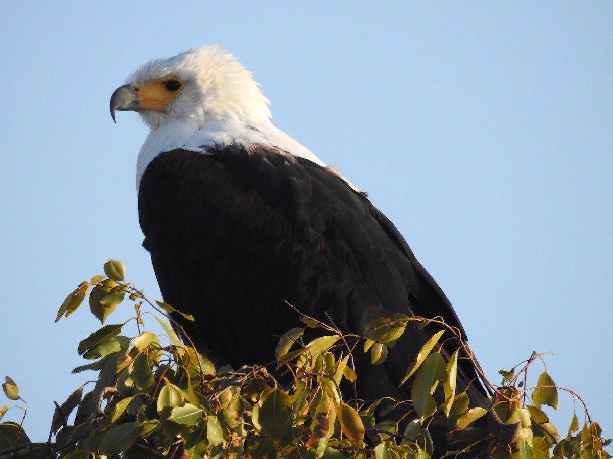 African Fish-Eagle - ML636991482