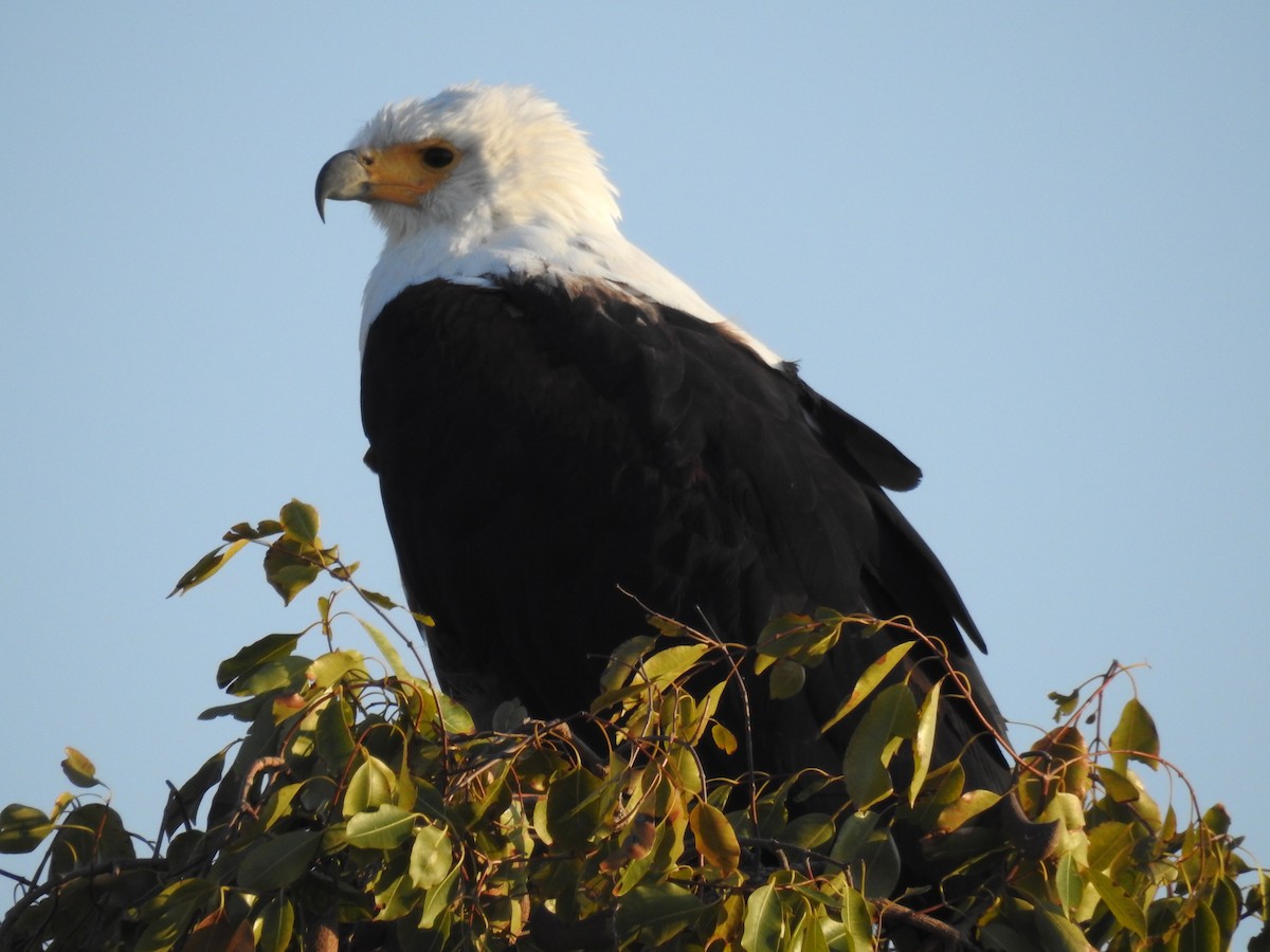 African Fish-Eagle - ML636991483